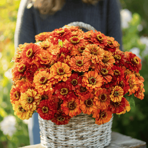 Oriole Zinnia 50 Seeds
