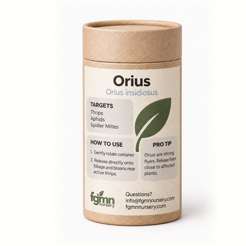 Load image into Gallery viewer, Orius insidiosus
