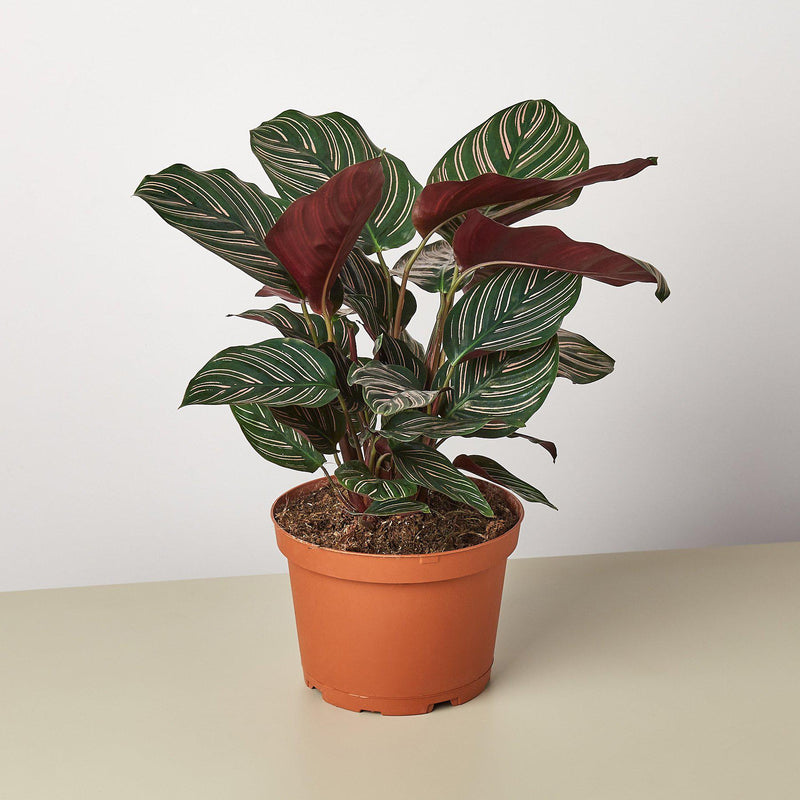 Load image into Gallery viewer, Calathea 'Ornata'
