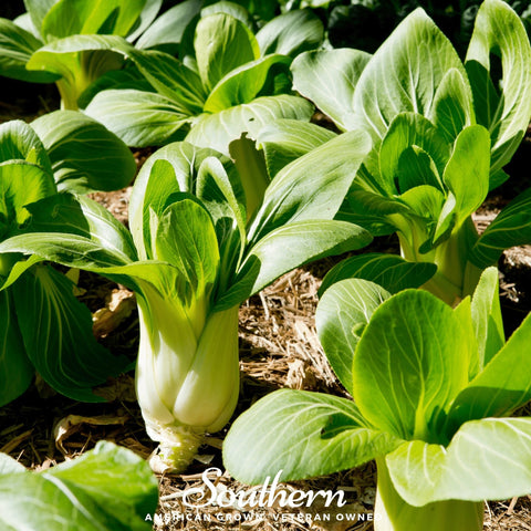Canton Pak Choi – 100 Seeds, additional product view 2
