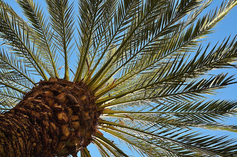 Canary Island Date Palm seeds package, GrowTime Garden Supply