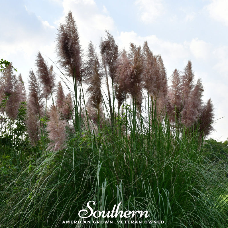 Load image into Gallery viewer, Pink Pampas Grass – 100 Seeds
