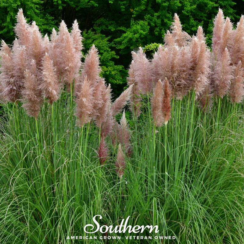 Load image into Gallery viewer, Pink Pampas Grass – 100 Seeds

