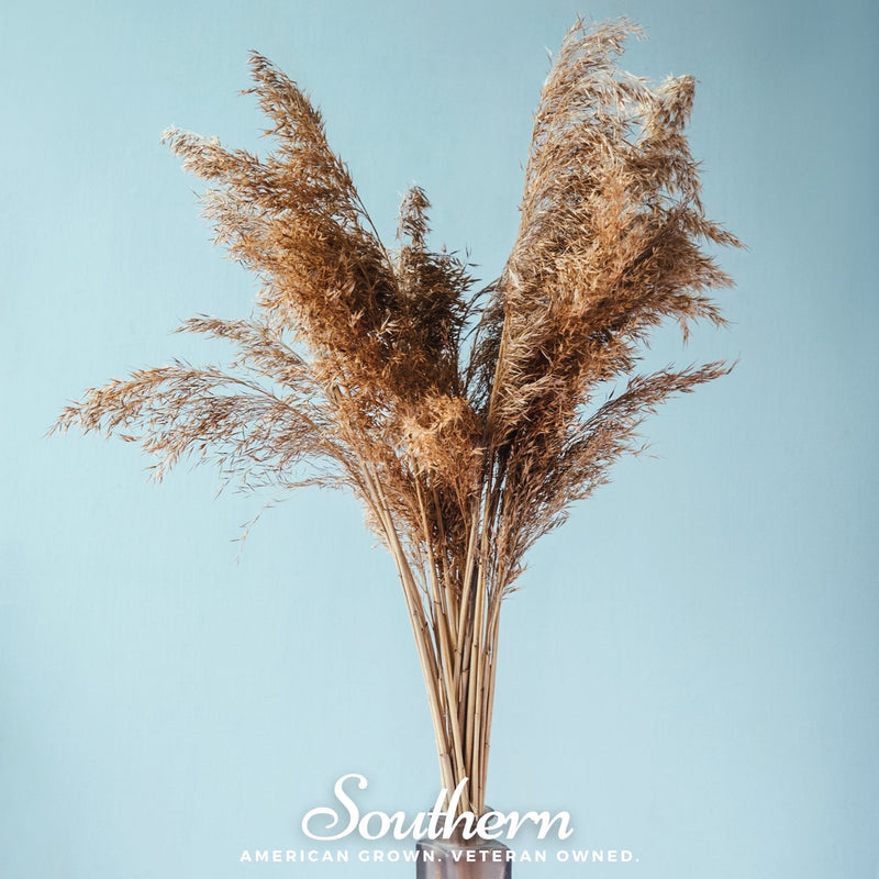 Load image into Gallery viewer, Pink Pampas Grass – 100 Seeds
