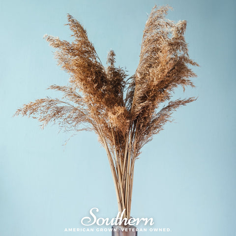 Pink Pampas Grass – 100 Seeds, additional product view 2