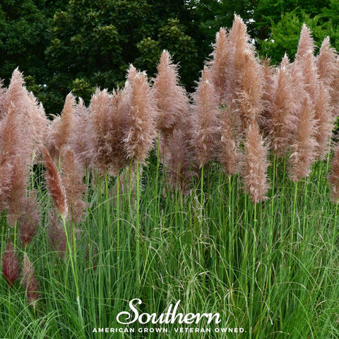 Pink Pampas Grass 100 Seeds