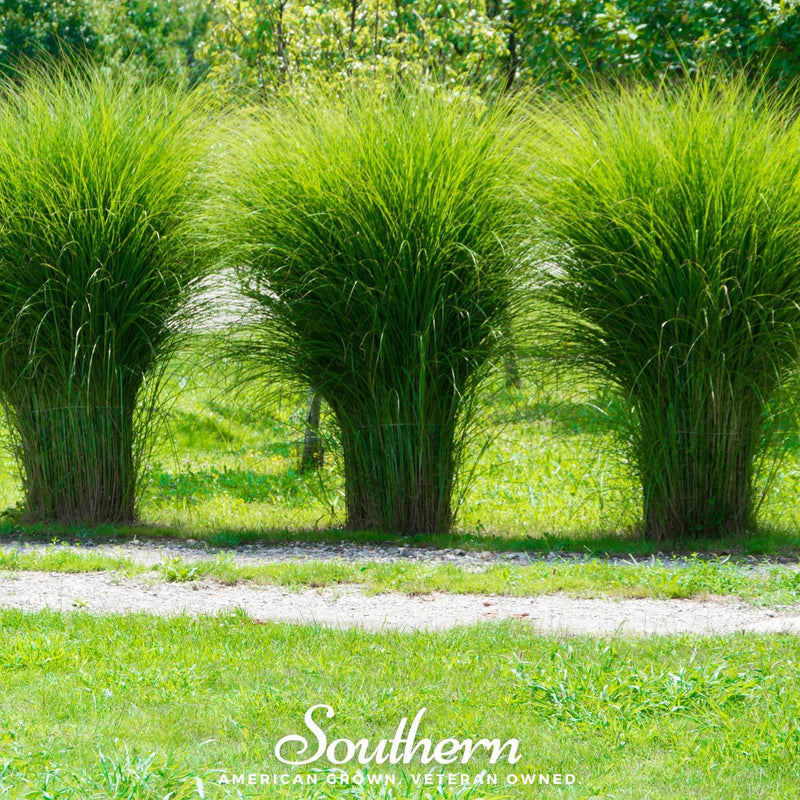 Load image into Gallery viewer, White Pampas Grass – 100 Seeds

