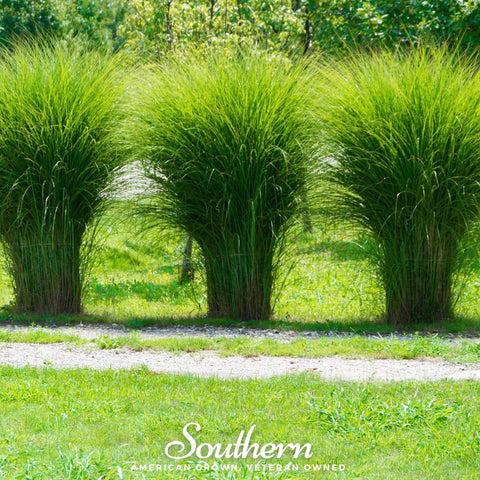 White Pampas Grass – 100 Seeds, additional product view 2