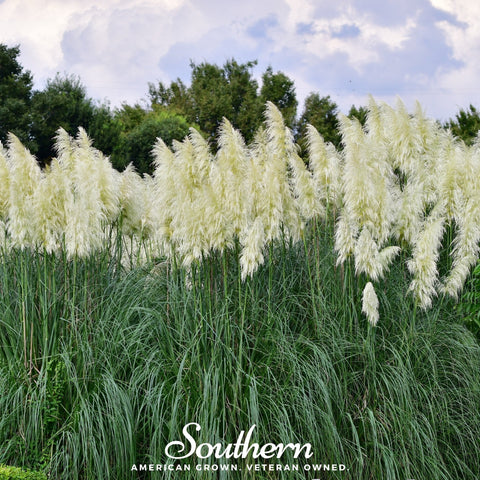 White Pampas Grass 100 Seeds