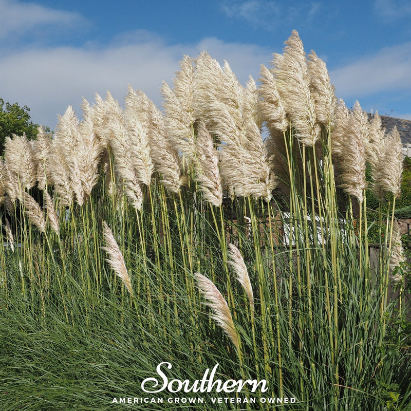 Load image into Gallery viewer, White Pampas Grass – 100 Seeds
