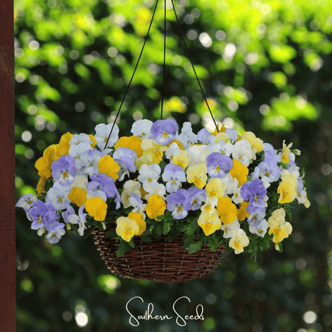 Pastel Pansy Mix 100 Seeds