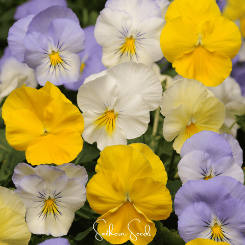 Pastel Pansy Mix – 100 Seeds, additional product view 2