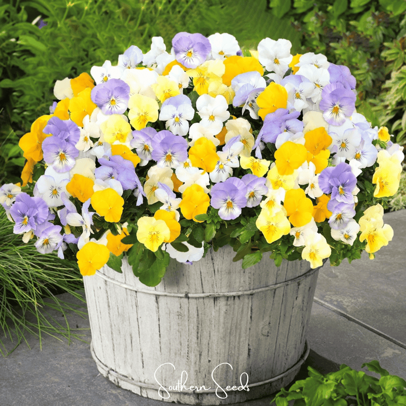 Load image into Gallery viewer, Pastel Pansy Mix – 100 Seeds
