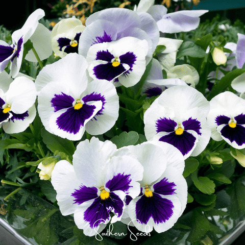 Swiss Giant Silverbride Pansy 50 Seeds