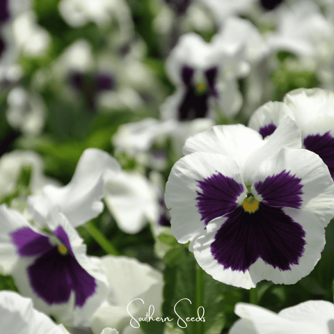 Swiss Giant Silverbride Pansy – 50 Seeds, additional product view 2