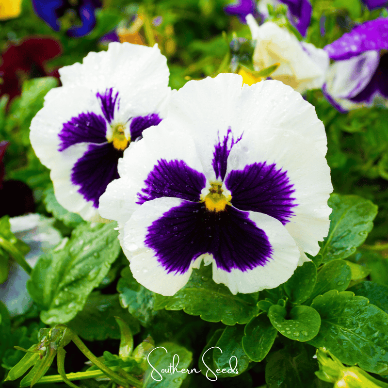 Load image into Gallery viewer, Swiss Giant Silverbride Pansy – 50 Seeds

