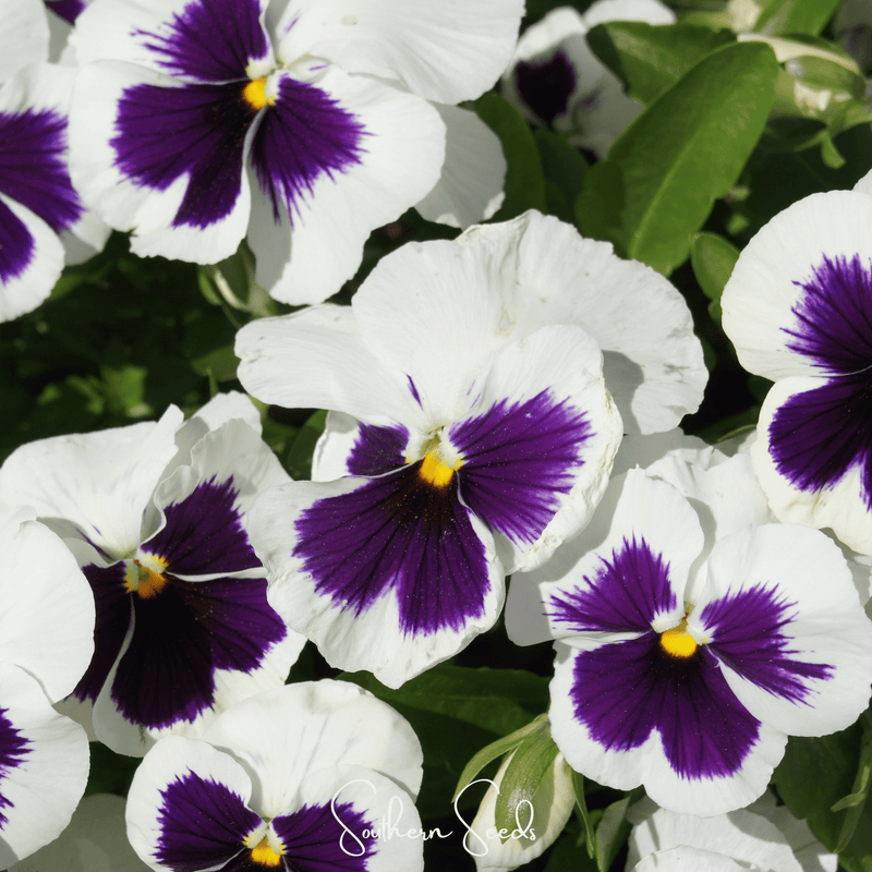 Load image into Gallery viewer, Swiss Giant Silverbride Pansy – 50 Seeds
