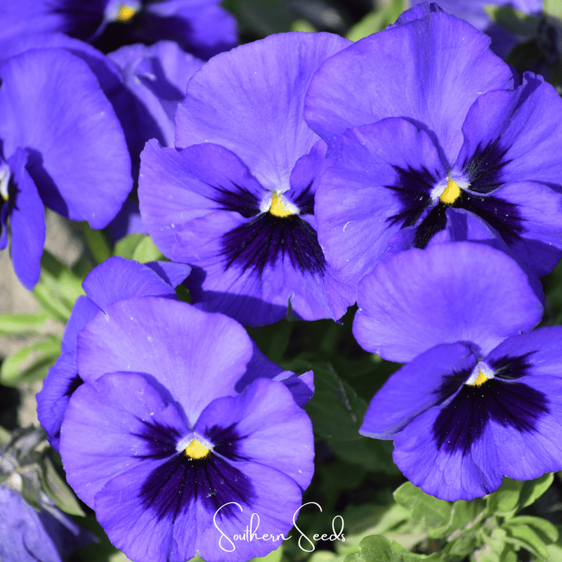 Load image into Gallery viewer, Swiss Giant Ullswater Pansy – 50 Seeds
