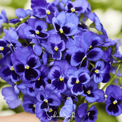 Swiss Giant Ullswater Pansy – 50 Seeds, additional product view 2