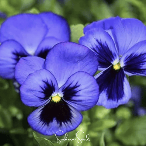 Swiss Giant Ullswater Pansy 50 Seeds