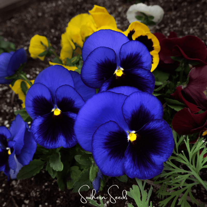 Load image into Gallery viewer, Swiss Giant Ullswater Pansy – 50 Seeds
