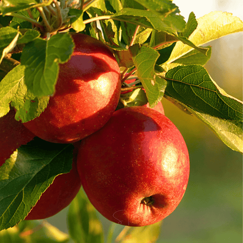 Paradise Apple Tree 25 Seeds