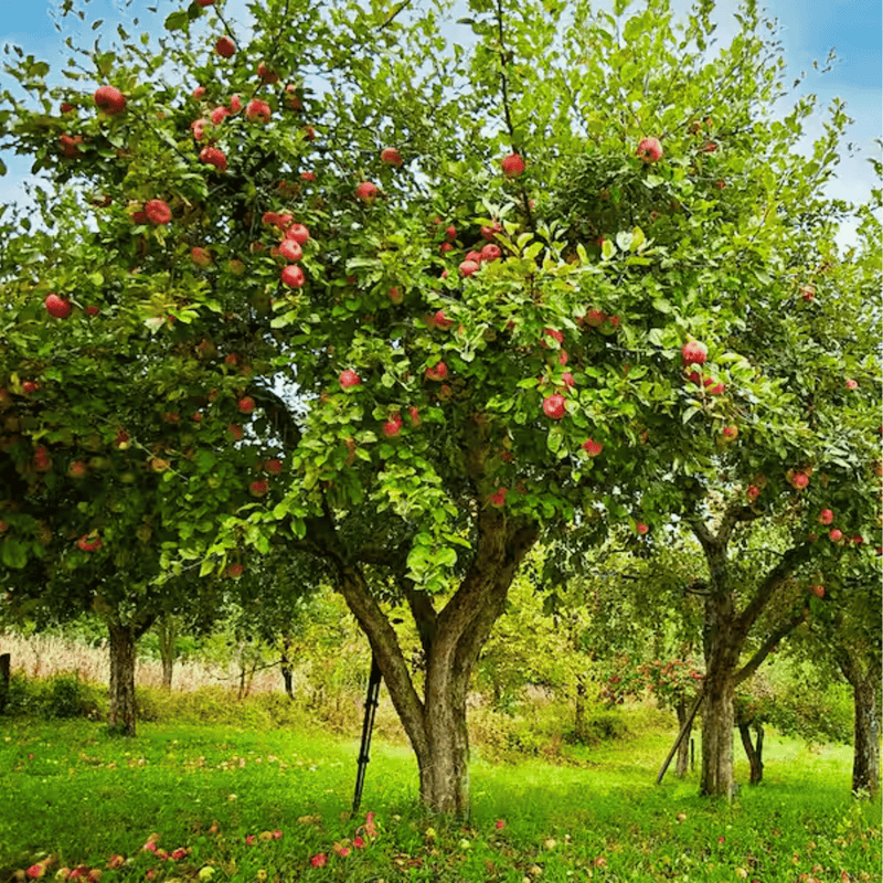 Load image into Gallery viewer, Paradise Apple Tree – 25 Seeds
