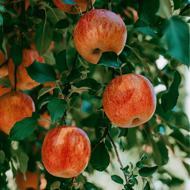 Load image into Gallery viewer, Paradise Apple Tree – 25 Seeds
