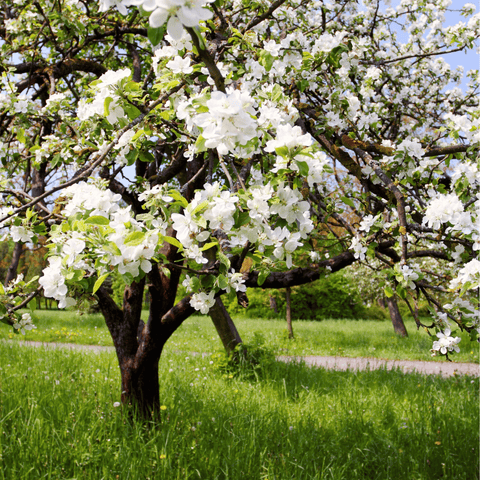 Paradise Apple Tree – 25 Seeds, additional product view 2