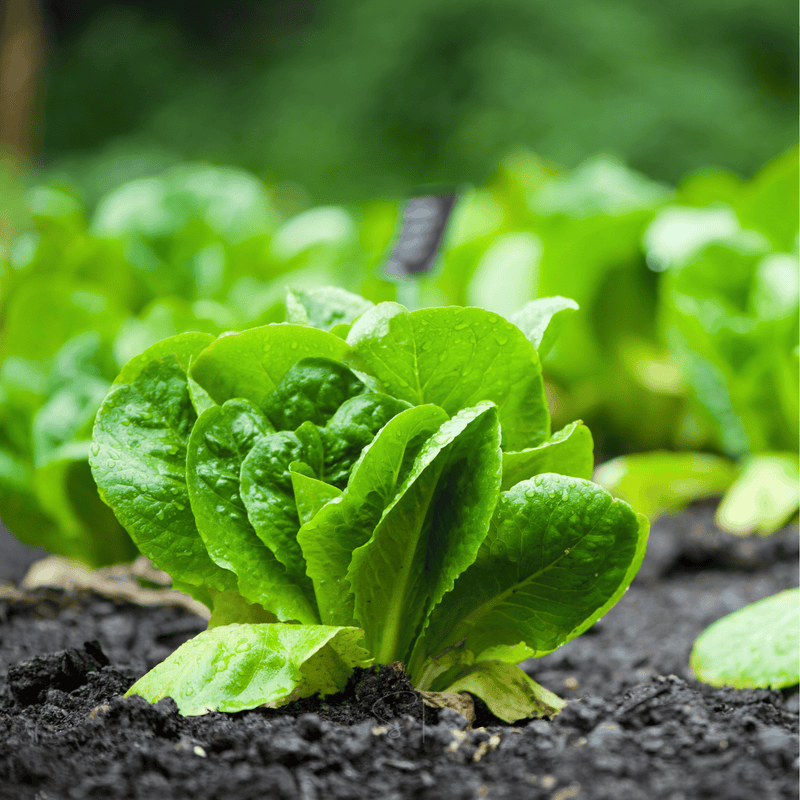 Load image into Gallery viewer, Parris Island Cos Lettuce – 500 Seeds

