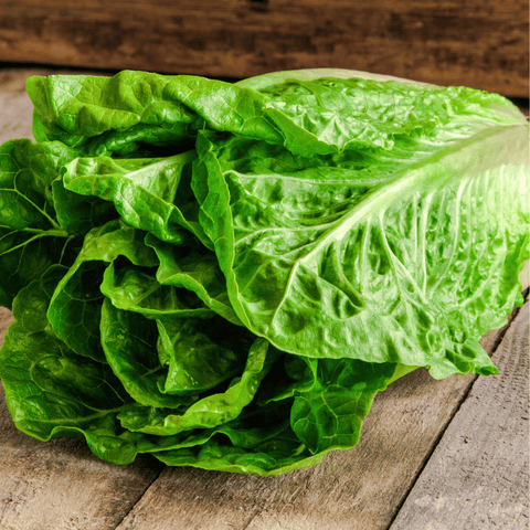 Parris Island Cos Lettuce 500 Seeds