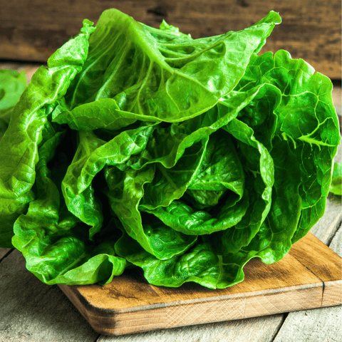 Parris Island Cos Lettuce – 500 Seeds, additional product view 2