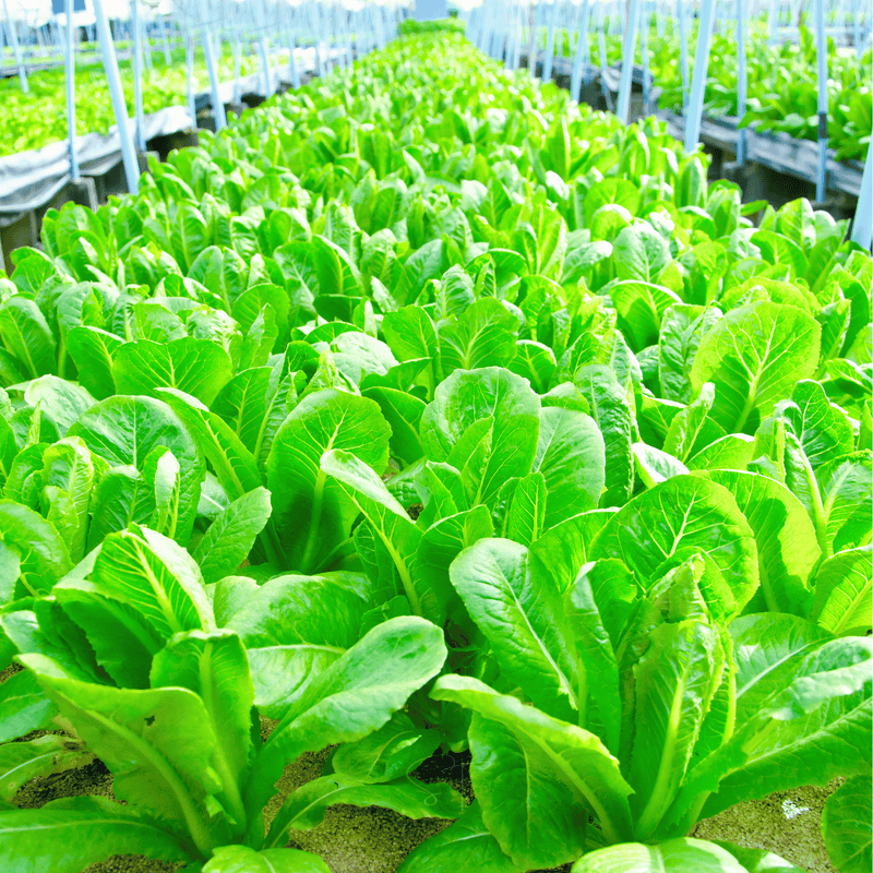 Load image into Gallery viewer, Parris Island Cos Lettuce – 500 Seeds
