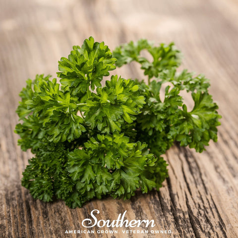 Evergreen Parsley 200 Seeds