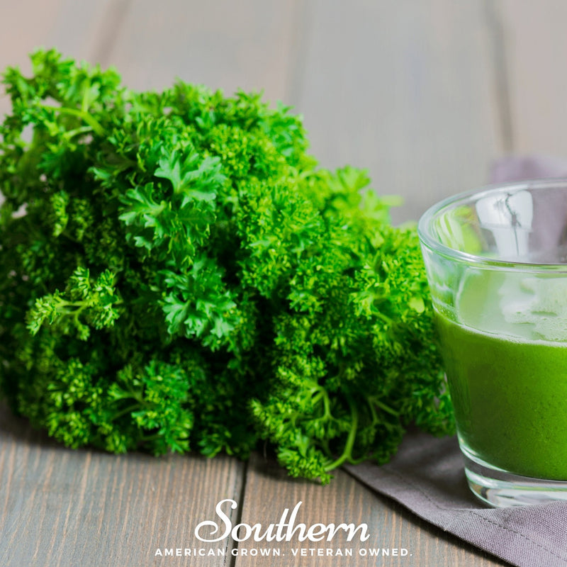 Load image into Gallery viewer, Evergreen Parsley – 200 Seeds
