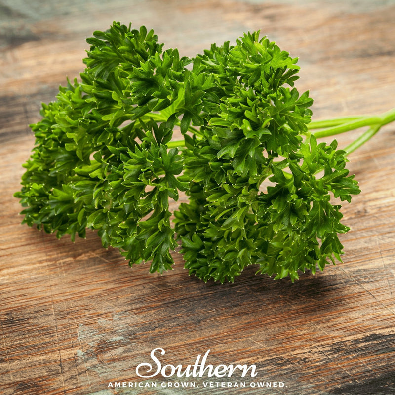 Load image into Gallery viewer, Evergreen Parsley – 200 Seeds
