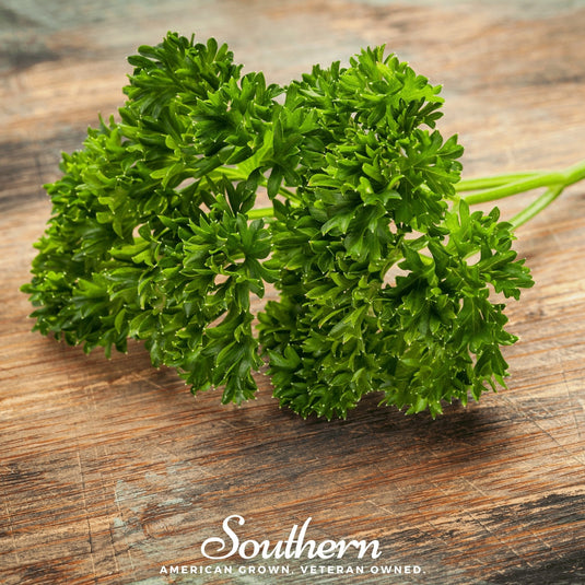 Evergreen Parsley – 200 Seeds