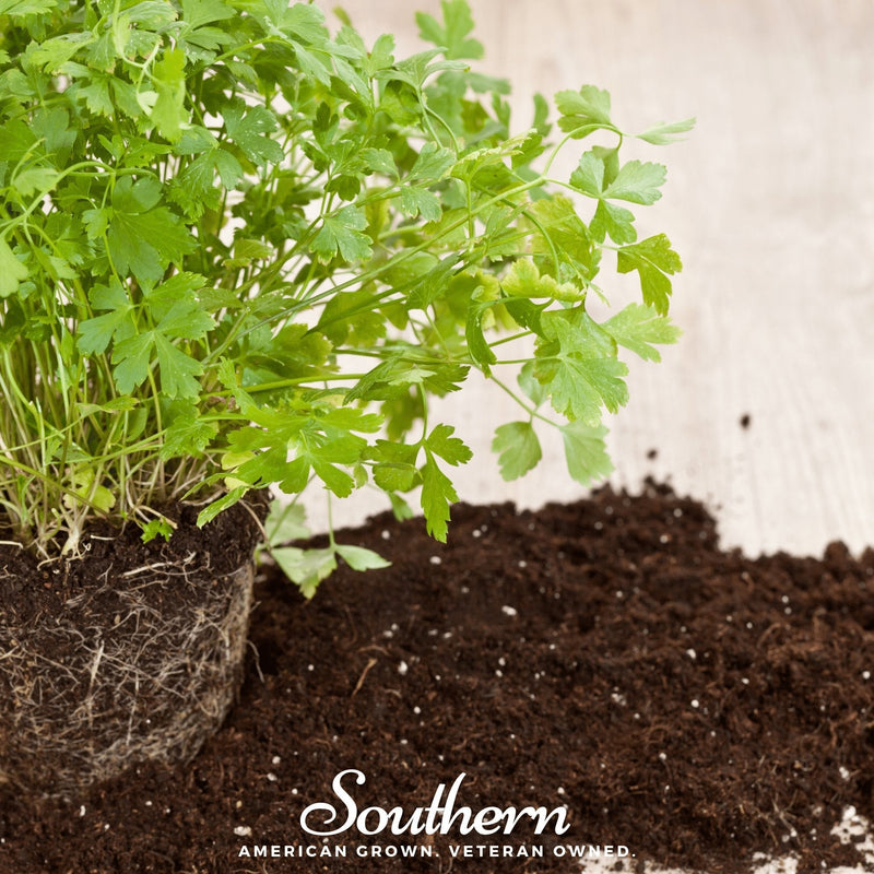 Load image into Gallery viewer, Italian Parsley – 200 Seeds
