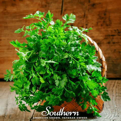 Italian Parsley seeds package, 200 count, GrowTime Garden Supply