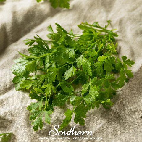 Italian Parsley – 200 Seeds, additional product view 2