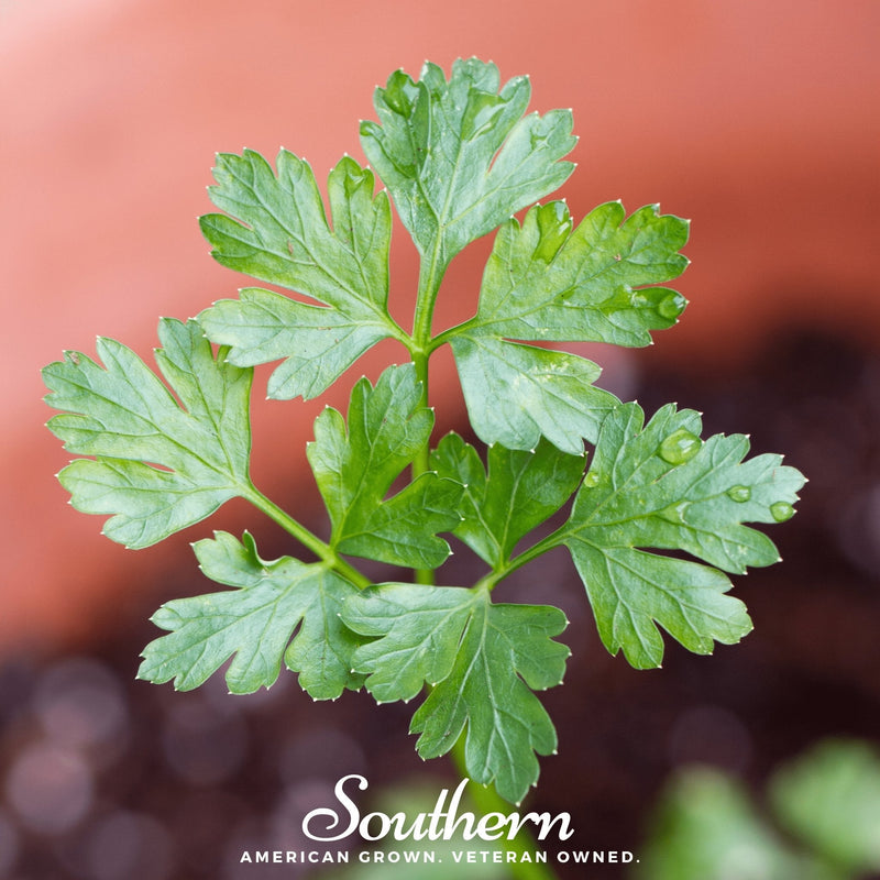 Load image into Gallery viewer, Italian Parsley – 200 Seeds

