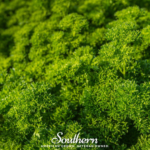 Triple Curled Parsley – 200 Seeds, additional product view 2