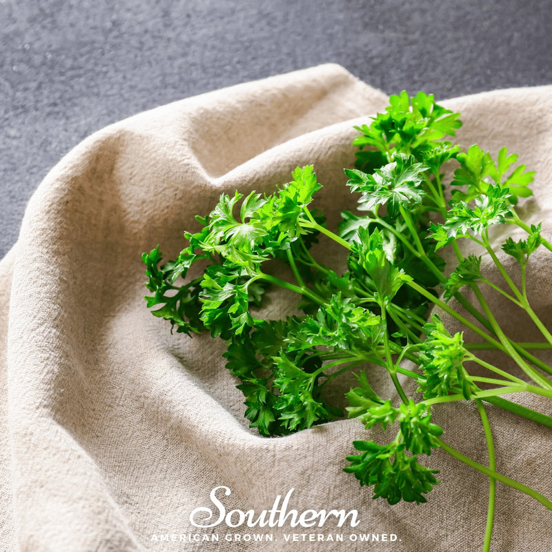 Load image into Gallery viewer, Triple Curled Parsley – 200 Seeds
