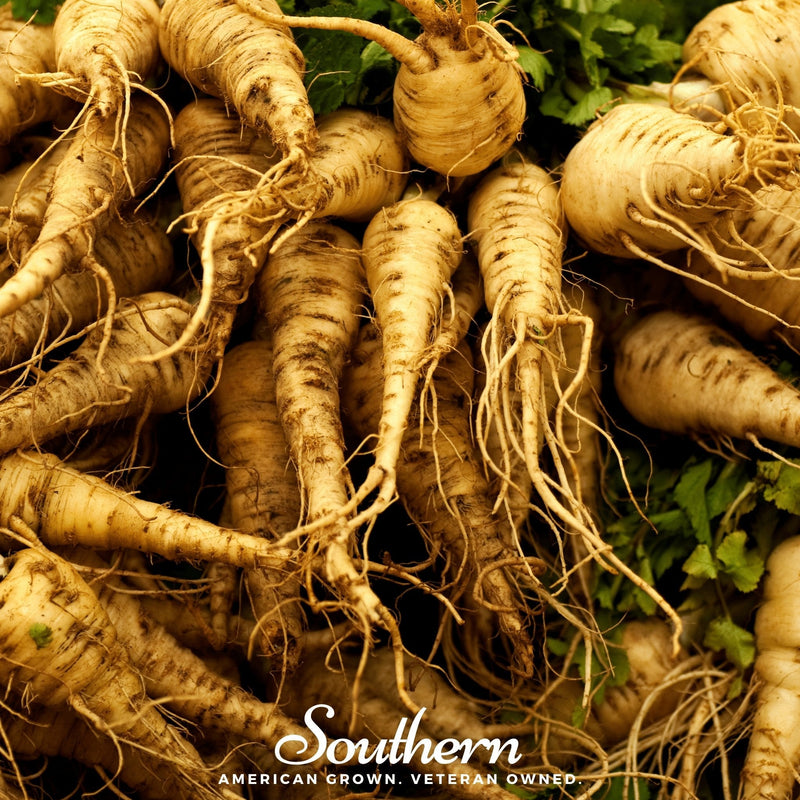 Load image into Gallery viewer, Harris Model Parsnip – 100 Seeds
