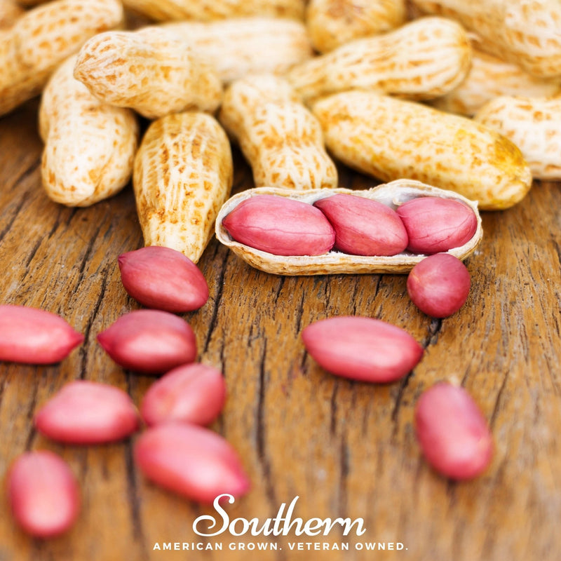 Load image into Gallery viewer, Tennessee Red Peanuts – 10 Seeds
