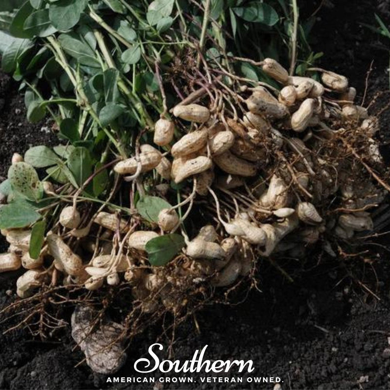 Load image into Gallery viewer, Tennessee Red Peanuts – 10 Seeds

