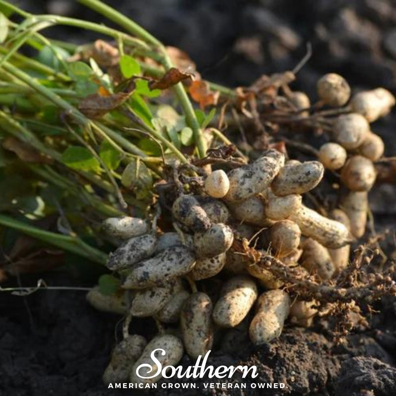 Load image into Gallery viewer, Tennessee Red Peanuts – 10 Seeds
