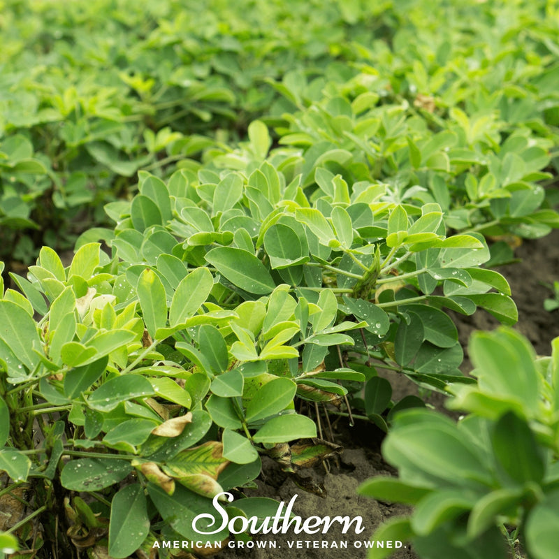 Load image into Gallery viewer, Virginia Jumbo Peanuts – 10 Seeds
