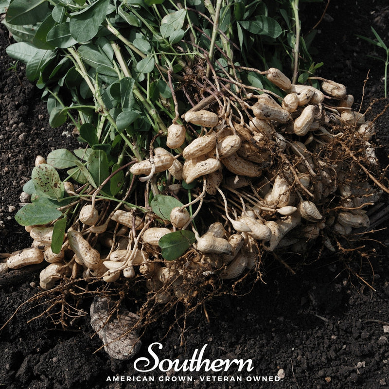 Load image into Gallery viewer, Virginia Jumbo Peanuts – 10 Seeds
