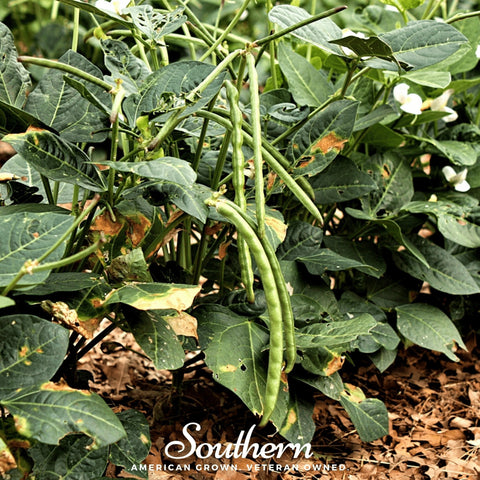California Blackeye Peas – 20 Seeds, additional product view 2